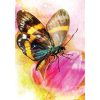 Butterfly-Transformations-Cards-2-600×600