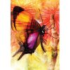 Butterfly-Transformations-Cards-4-600×600