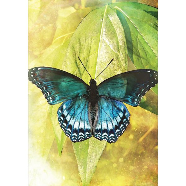 Butterfly-Transformations-Cards-8-600×600