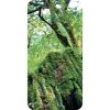 Druid-Wisdom-Cards-6-600×600